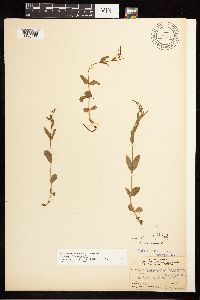 Epilobium hornemannii image