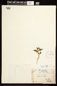 Epilobium hornemannii image