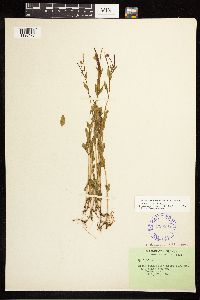 Epilobium hornemannii image