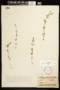 Epilobium hornemannii image