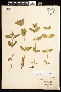 Epilobium hornemannii image