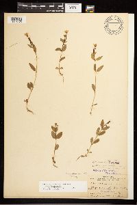 Epilobium hornemannii image