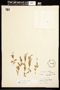 Epilobium hornemannii image