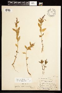 Epilobium hornemannii image