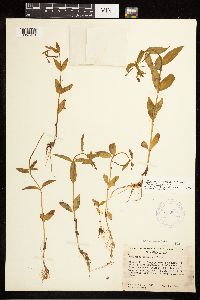 Epilobium hornemannii image