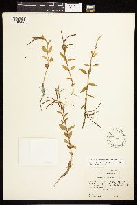 Epilobium hornemannii image