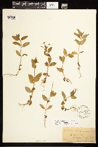 Epilobium hornemannii image
