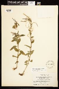 Epilobium hornemannii image