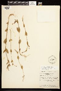 Epilobium hornemannii image