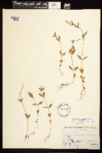 Epilobium hornemannii image