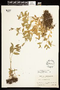 Epilobium hornemannii image