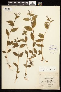 Epilobium hornemannii image
