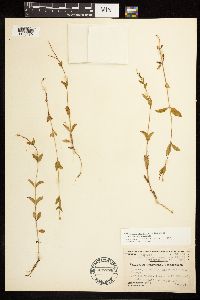 Epilobium hornemannii image
