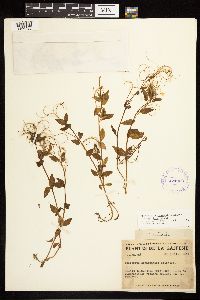 Epilobium hornemannii image