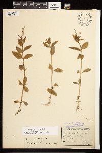 Epilobium hornemannii image