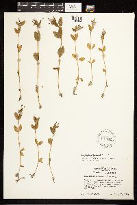 Epilobium hornemannii image