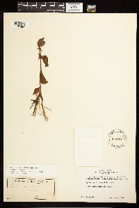 Epilobium hornemannii image