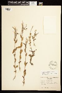 Epilobium hornemannii image