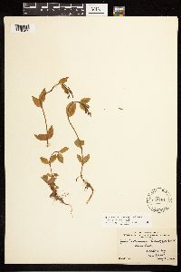 Epilobium hornemannii image