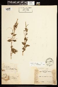 Epilobium hornemannii image