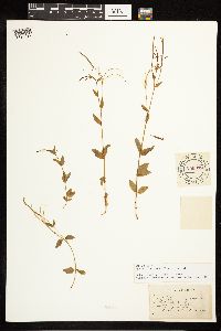 Epilobium lactiflorum image