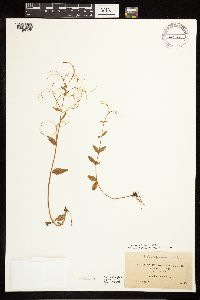 Epilobium lactiflorum image