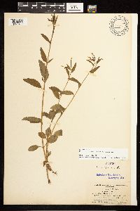 Epilobium lactiflorum image