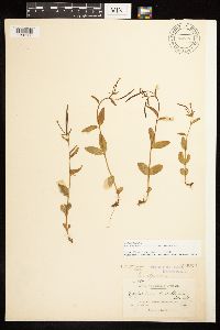 Epilobium lactiflorum image