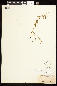 Epilobium lactiflorum image