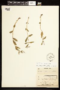 Epilobium lactiflorum image