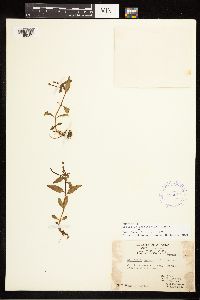 Epilobium lactiflorum image