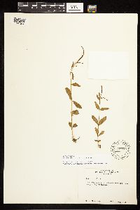Epilobium lactiflorum image