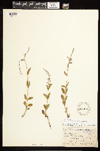 Epilobium lactiflorum image