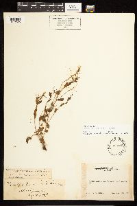 Epilobium lactiflorum image