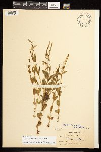 Epilobium lactiflorum image