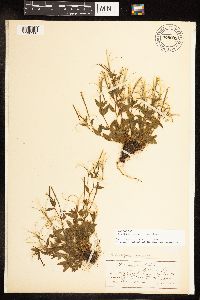 Epilobium lactiflorum image