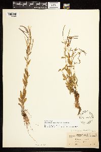 Epilobium lactiflorum image
