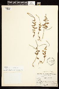 Epilobium lactiflorum image