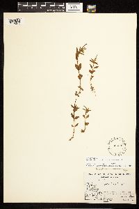 Epilobium lactiflorum image