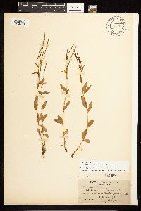 Epilobium lactiflorum image