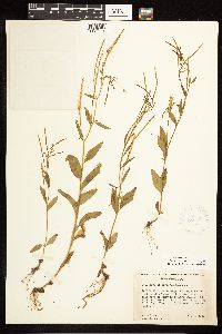 Epilobium lactiflorum image
