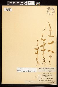 Epilobium lactiflorum image