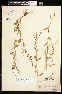 Epilobium lactiflorum image
