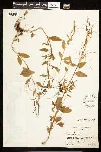 Epilobium lactiflorum image