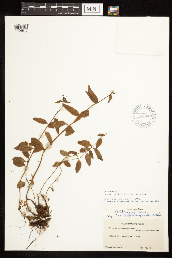 Epilobium lactiflorum image