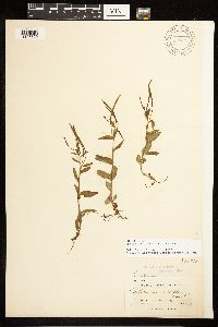 Epilobium lactiflorum image