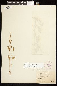 Epilobium lactiflorum image