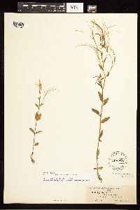 Epilobium lactiflorum image