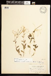 Epilobium lactiflorum image