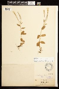 Epilobium lactiflorum image
